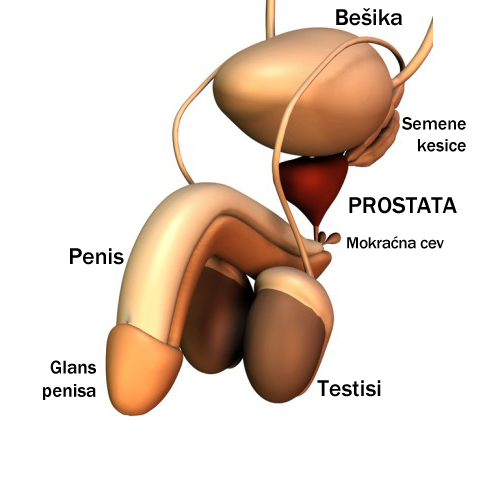 Šta je prostata